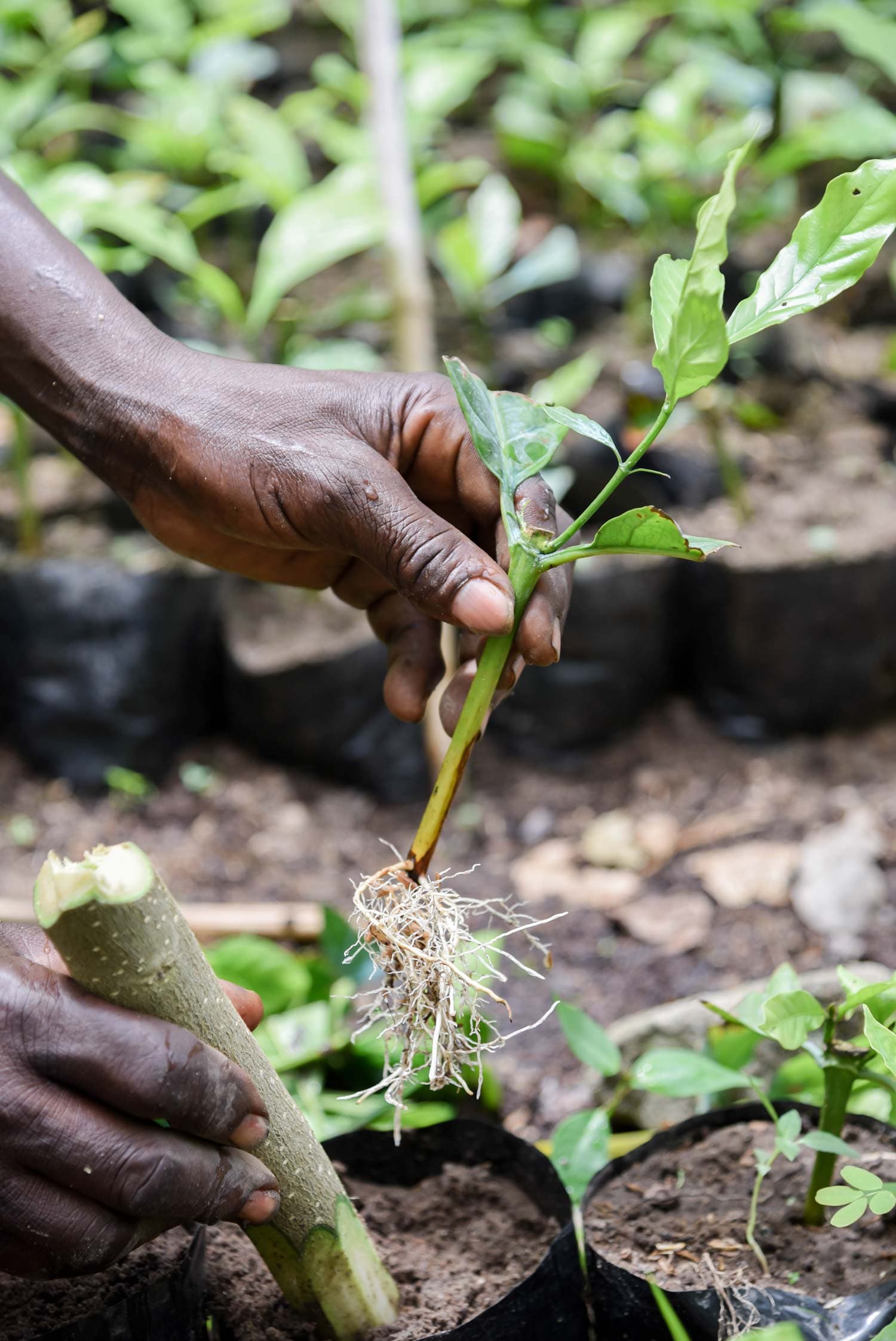 Soil Science