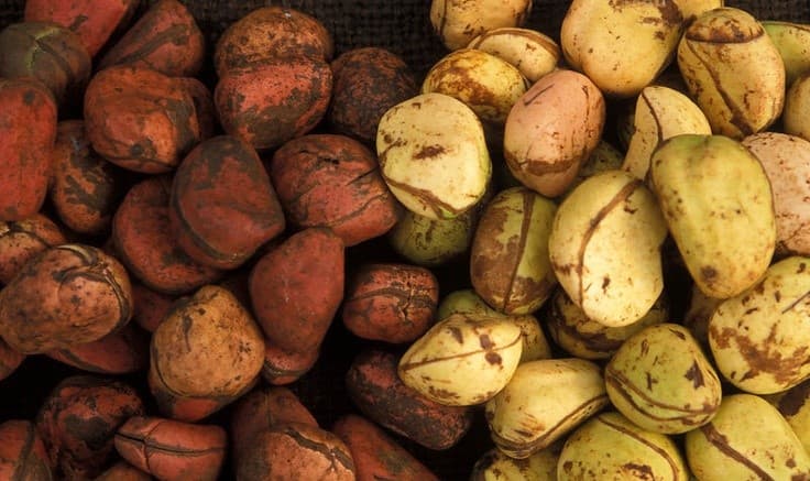 Kola Nut
