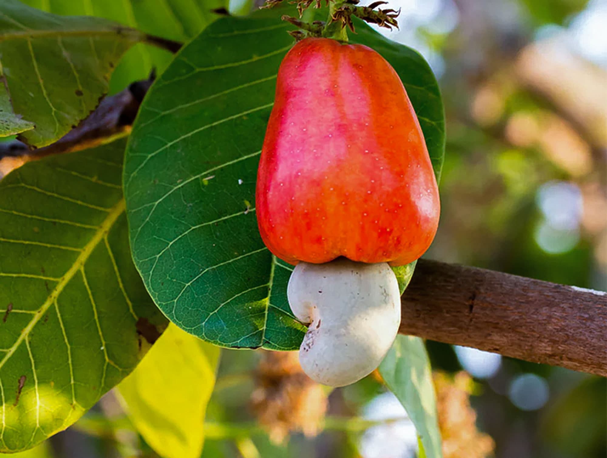 Cashew