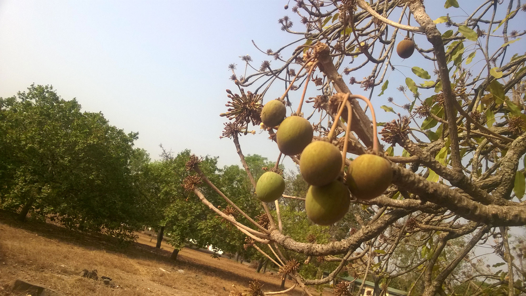 CRIG Cocoa Research Institute of Ghana