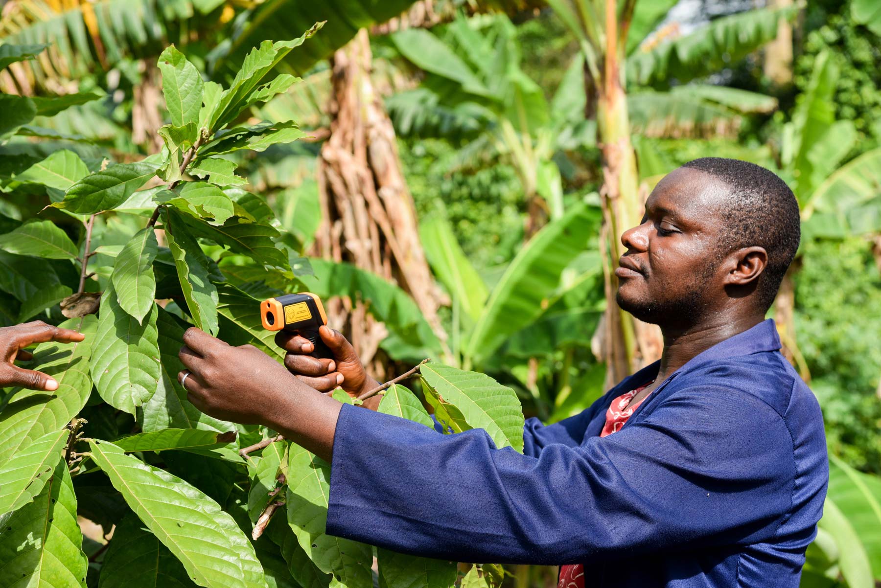 CRIG Cocoa Research Institute of Ghana